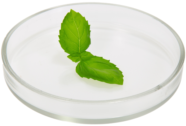 leaf in a Petri dish