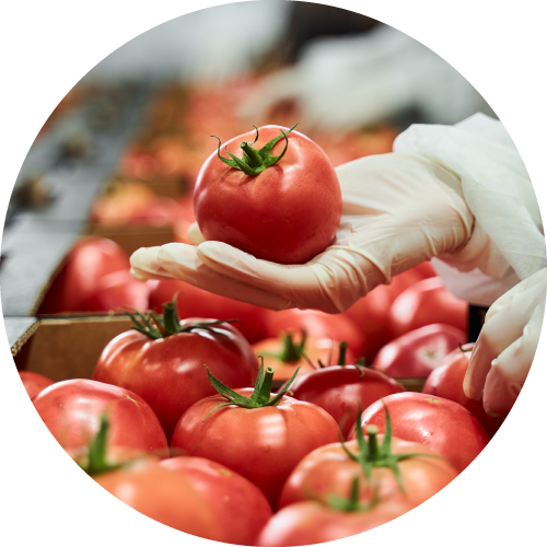 Hand with white glove holding a tomato